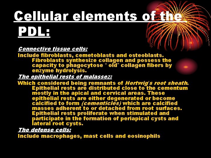 Cellular elements of the PDL: Connective tissue cells: Include fibroblasts, cemetoblasts and osteoblasts. Fibroblasts