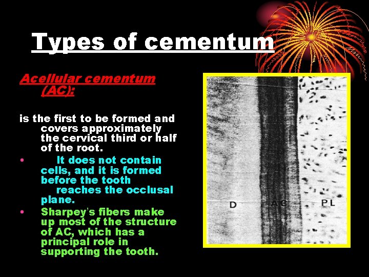 Types of cementum Acellular cementum (AC): is the first to be formed and covers