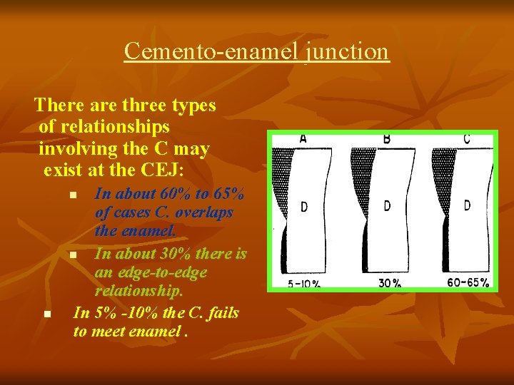 Cemento-enamel junction There are three types of relationships involving the C may exist at