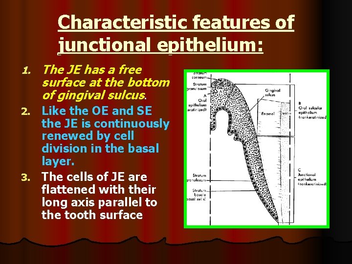 Characteristic features of junctional epithelium: 1. The JE has a free surface at the