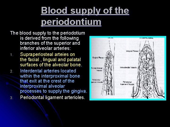 Blood supply of the periodontium The blood supply to the periodotium is derived from