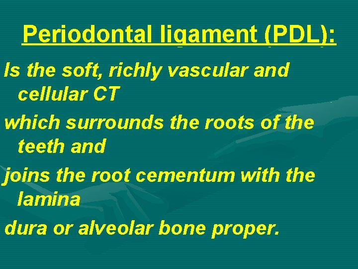 Periodontal ligament (PDL): Is the soft, richly vascular and cellular CT which surrounds the