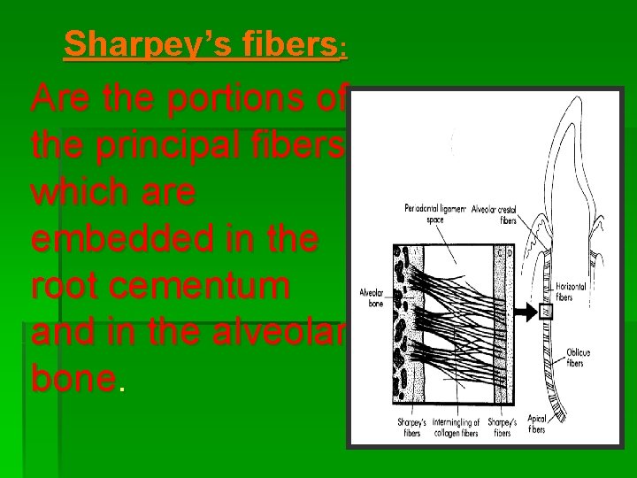 Sharpey’s fibers: Are the portions of the principal fibers which are embedded in the