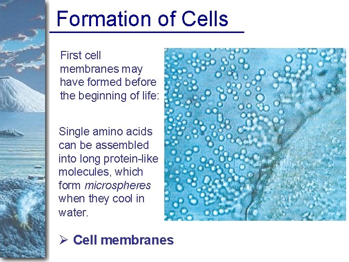Formation of Cells First cell membranes may have formed before the beginning of life:
