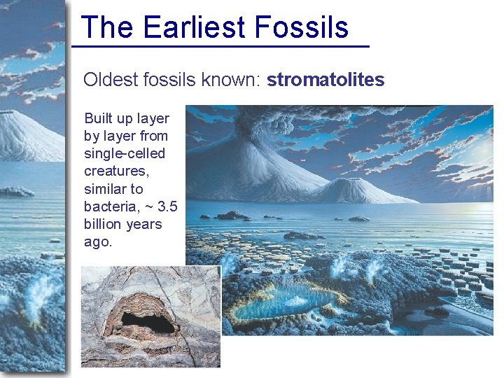 The Earliest Fossils Oldest fossils known: stromatolites Built up layer by layer from single-celled