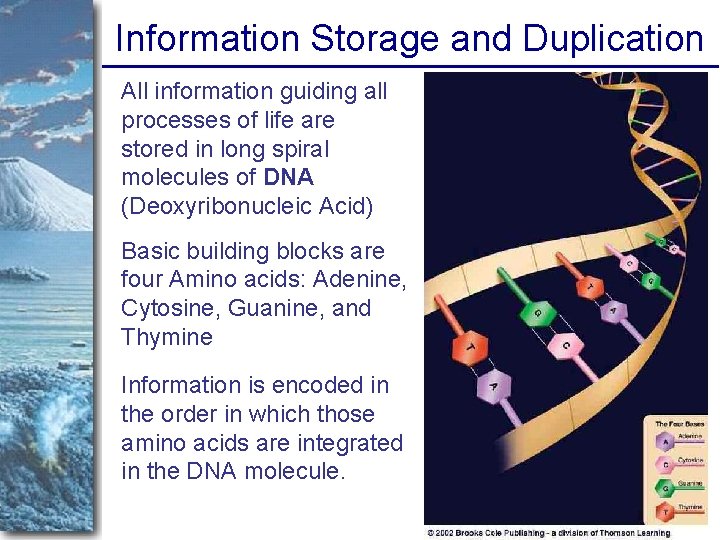 Information Storage and Duplication All information guiding all processes of life are stored in