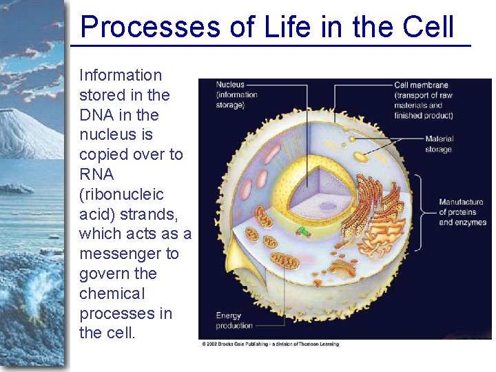 Processes of Life in the Cell Information stored in the DNA in the nucleus