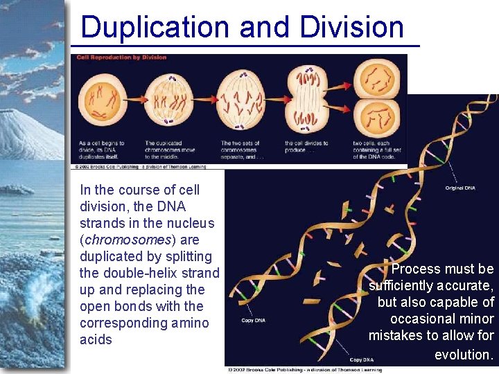Duplication and Division In the course of cell division, the DNA strands in the