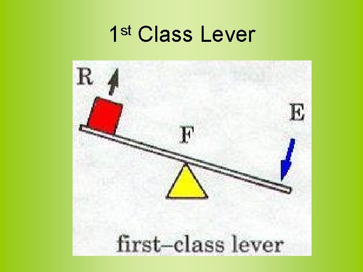 1 st Class Lever 