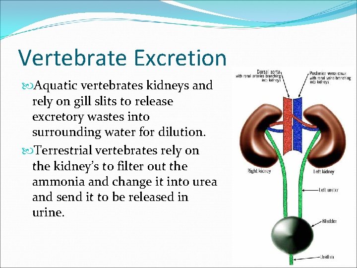 Vertebrate Excretion Aquatic vertebrates kidneys and rely on gill slits to release excretory wastes