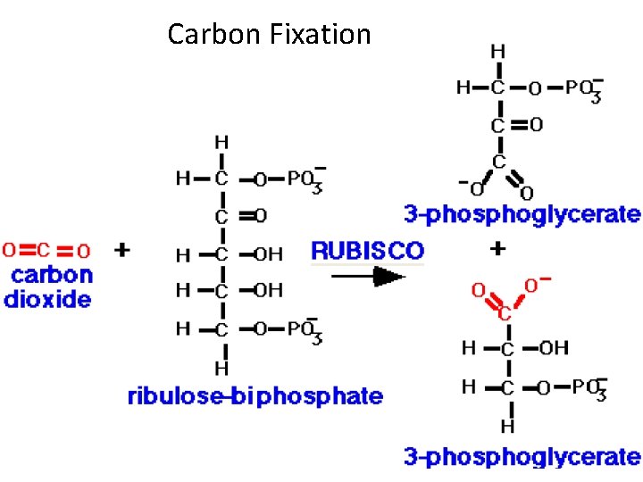 Carbon Fixation 