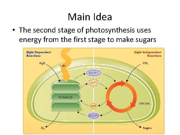 Main Idea • The second stage of photosynthesis uses energy from the first stage