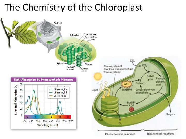 The Chemistry of the Chloroplast 