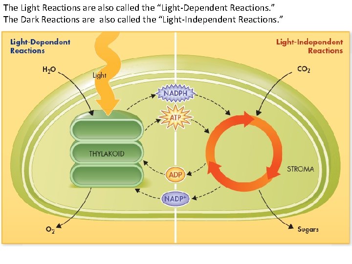 The Light Reactions are also called the “Light-Dependent Reactions. ” The Dark Reactions are