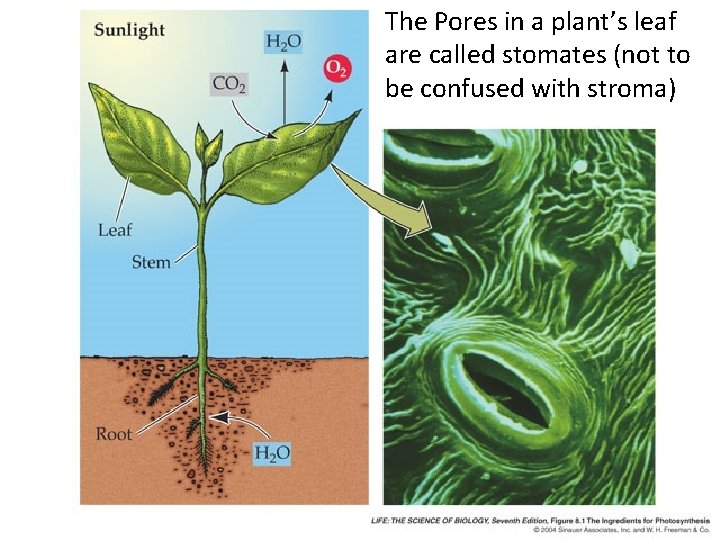 The Pores in a plant’s leaf are called stomates (not to be confused with