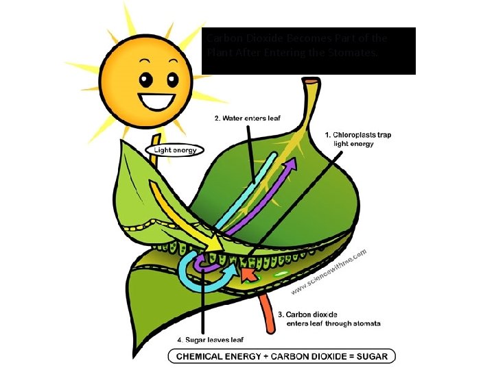 Carbon Dioxide Becomes Part of the Plant After Entering the Stomates. 