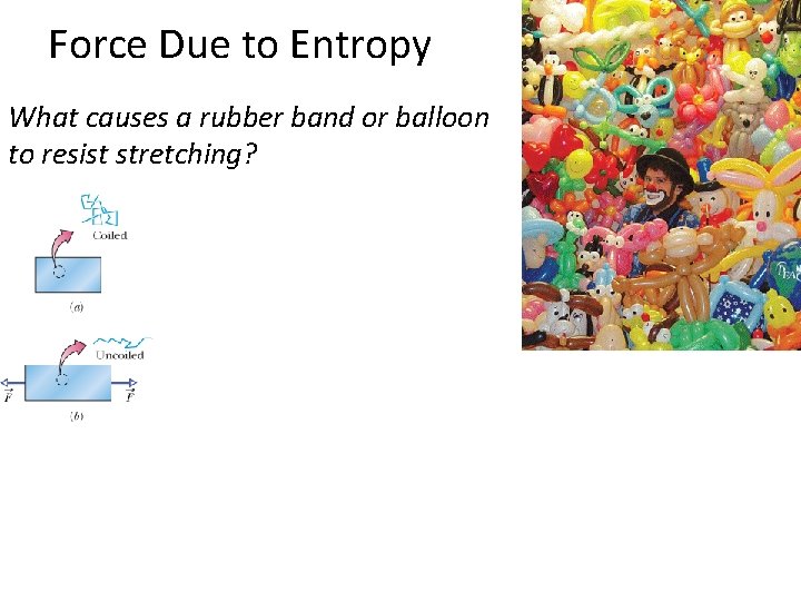 Force Due to Entropy causes a rubber band or balloon What to resist stretching?