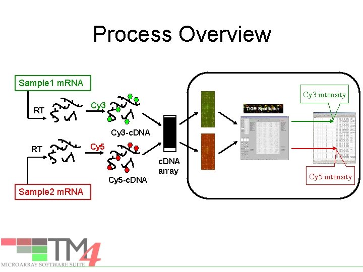 Process Overview Sample 1 m. RNA Cy 3 intensity RT Cy 3 -c. DNA