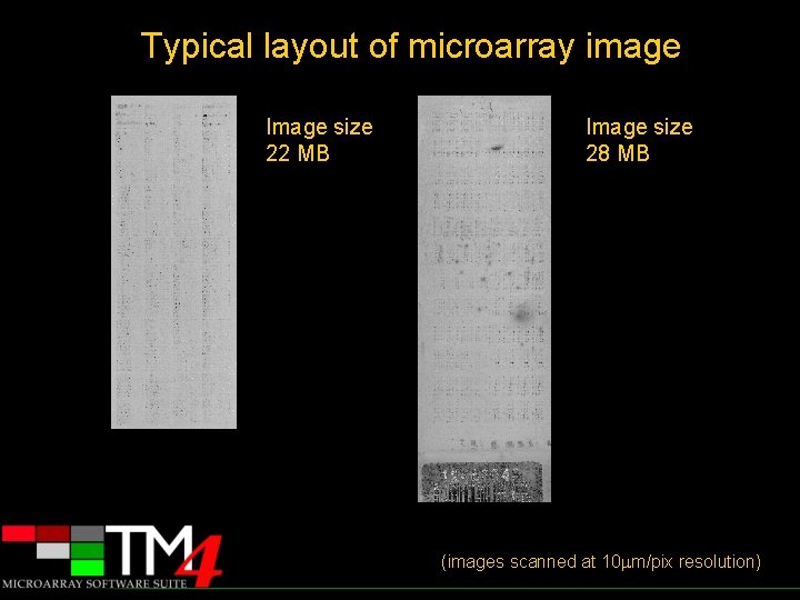 Typical layout of microarray image Image size 22 MB Image size 28 MB (images