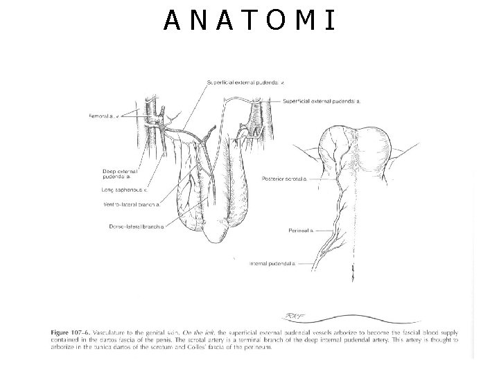 ANATOMI 