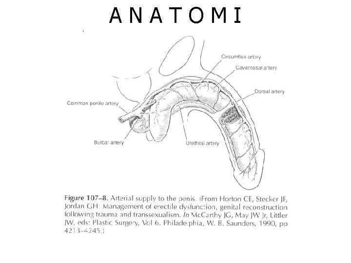 ANATOMI 
