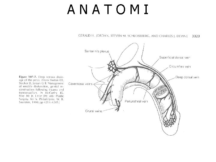 ANATOMI 