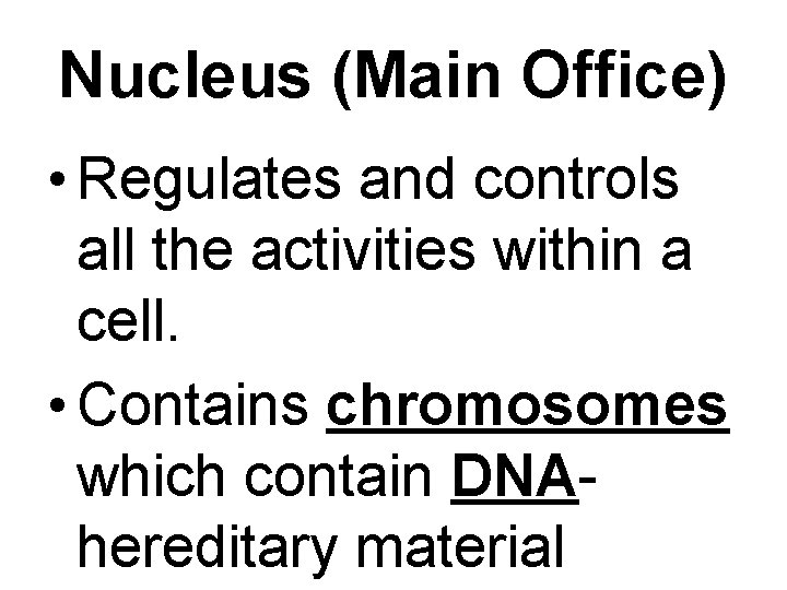 Nucleus (Main Office) • Regulates and controls all the activities within a cell. •