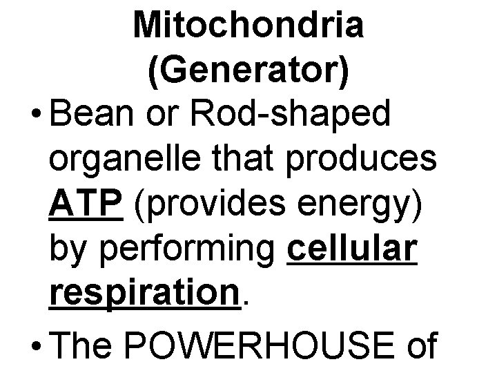 Mitochondria (Generator) • Bean or Rod-shaped organelle that produces ATP (provides energy) by performing