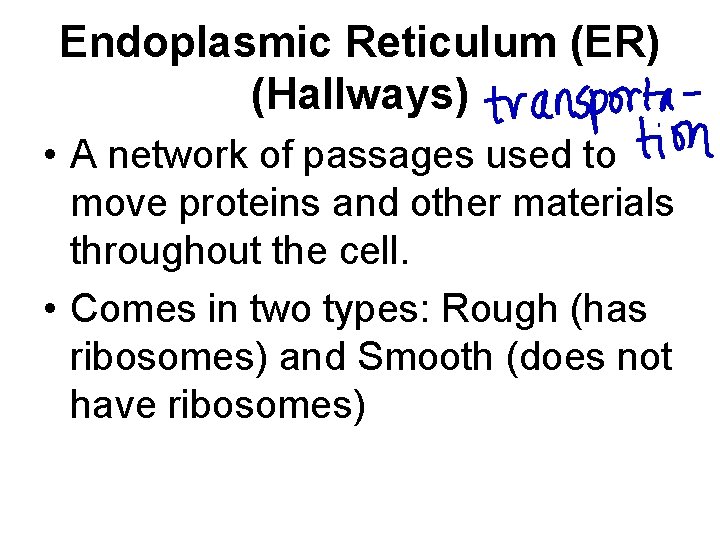 Endoplasmic Reticulum (ER) (Hallways) • A network of passages used to move proteins and