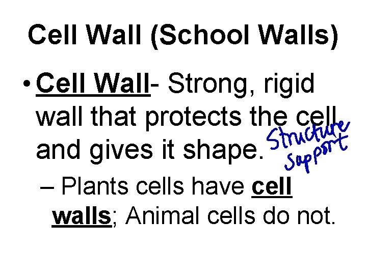 Cell Wall (School Walls) • Cell Wall- Strong, rigid wall that protects the cell
