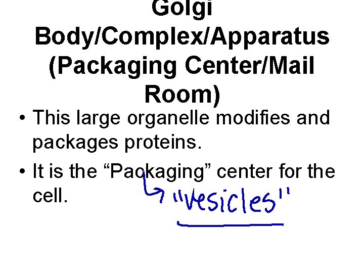 Golgi Body/Complex/Apparatus (Packaging Center/Mail Room) • This large organelle modifies and packages proteins. •