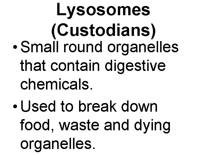 Lysosomes (Custodians) • Small round organelles that contain digestive chemicals. • Used to break