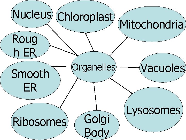Nucleus Chloroplast Mitochondria Roug h ER Smooth ER Ribosomes Organelles Golgi Body Vacuoles Lysosomes