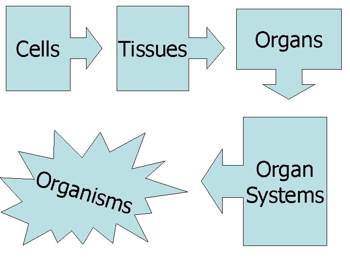 Cells Orga Tissues nism s Organ Systems 
