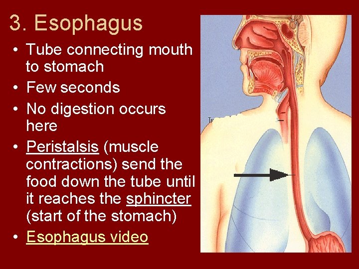 3. Esophagus • Tube connecting mouth to stomach • Few seconds • No digestion
