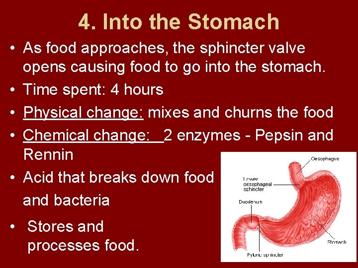 4. Into the Stomach • As food approaches, the sphincter valve opens causing food