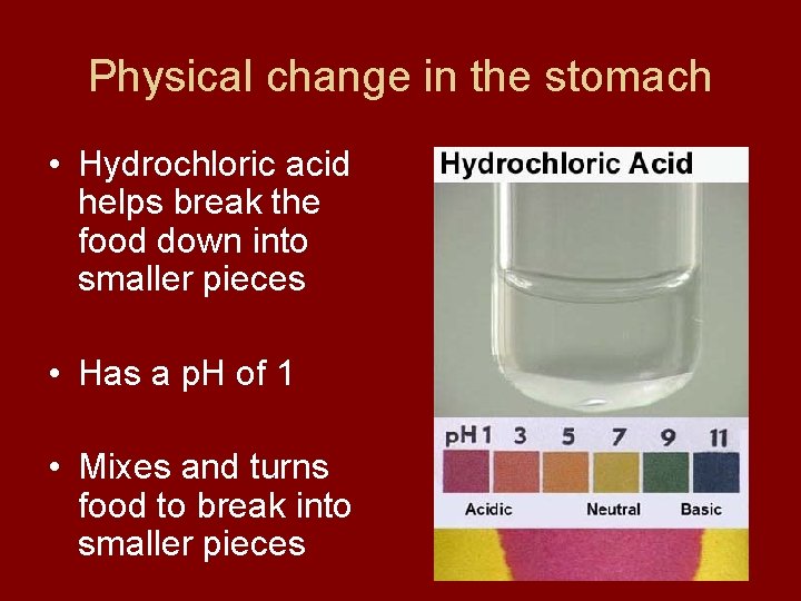 Physical change in the stomach • Hydrochloric acid helps break the food down into