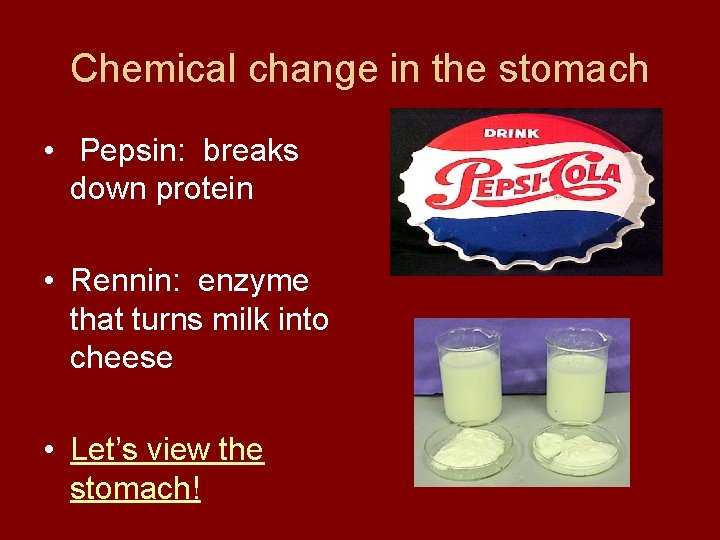 Chemical change in the stomach • Pepsin: breaks down protein • Rennin: enzyme that