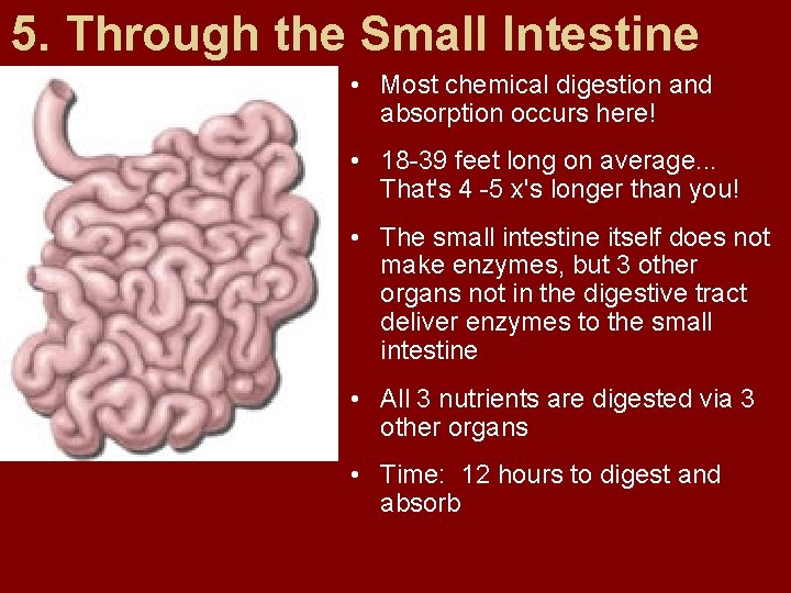 5. Through the Small Intestine • Most chemical digestion and absorption occurs here! •