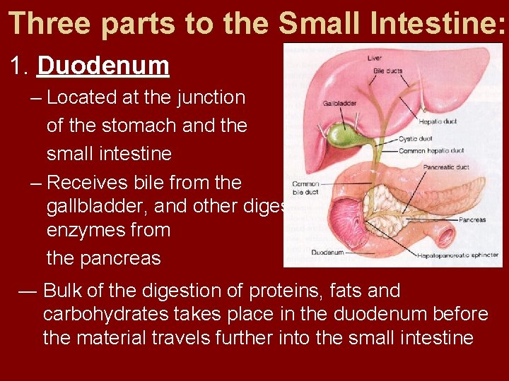 Three parts to the Small Intestine: 1. Duodenum – Located at the junction of