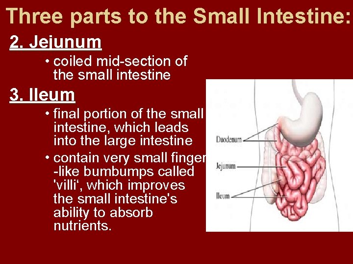 Three parts to the Small Intestine: 2. Jejunum • coiled mid-section of the small