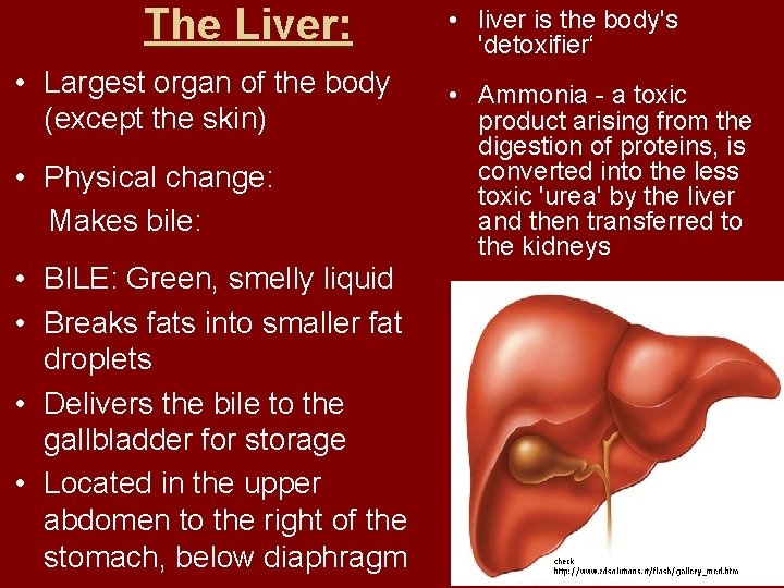 The Liver: • Largest organ of the body (except the skin) • Physical change: