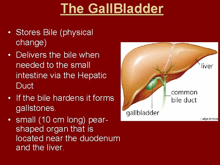 The Gall. Bladder • Stores Bile (physical change) • Delivers the bile when needed