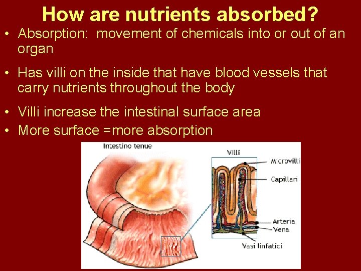 How are nutrients absorbed? • Absorption: movement of chemicals into or out of an