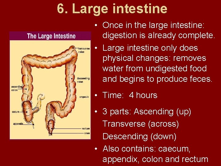 6. Large intestine • Once in the large intestine: digestion is already complete. •