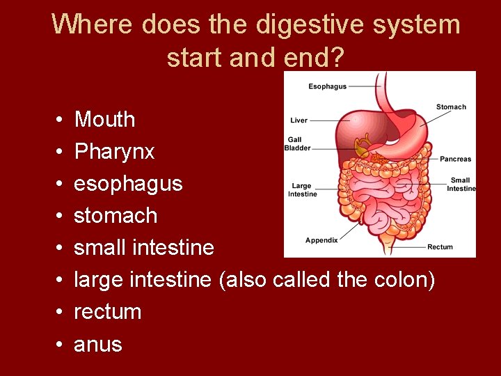 Where does the digestive system start and end? • • Mouth Pharynx esophagus stomach