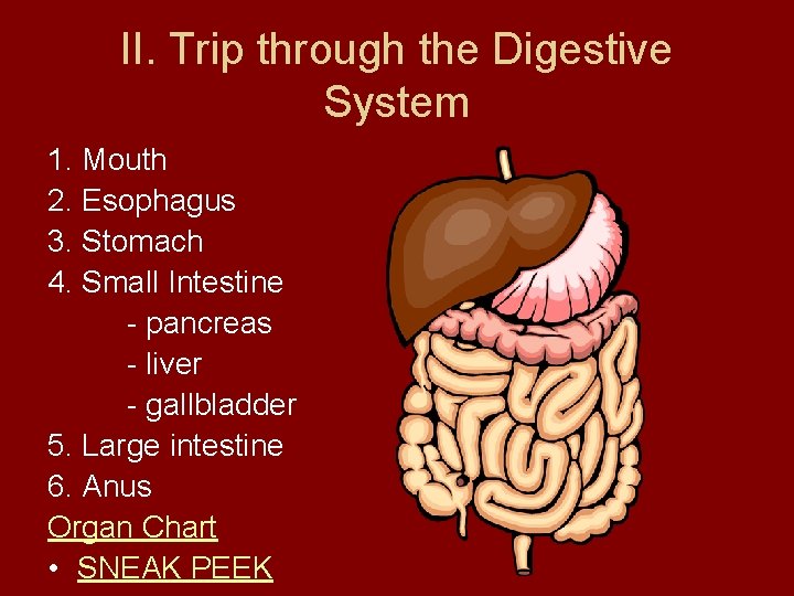 II. Trip through the Digestive System 1. Mouth 2. Esophagus 3. Stomach 4. Small