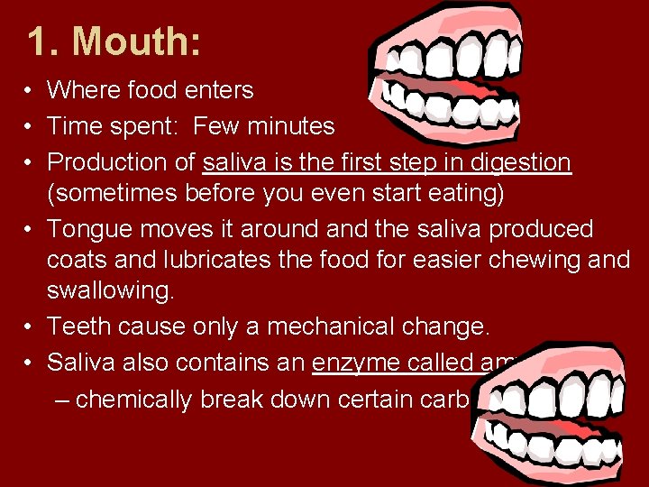 1. Mouth: • Where food enters • Time spent: Few minutes • Production of
