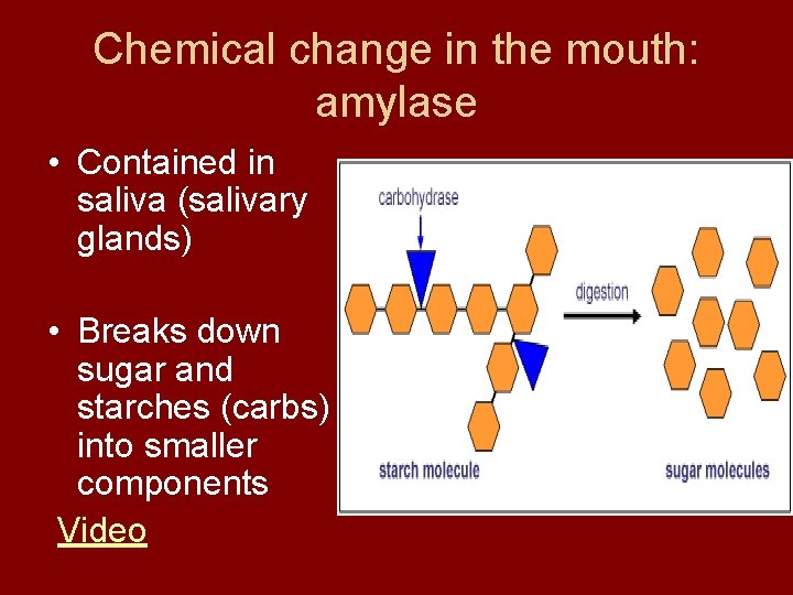Chemical change in the mouth: amylase • Contained in saliva (salivary glands) • Breaks