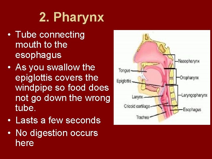 2. Pharynx • Tube connecting mouth to the esophagus • As you swallow the